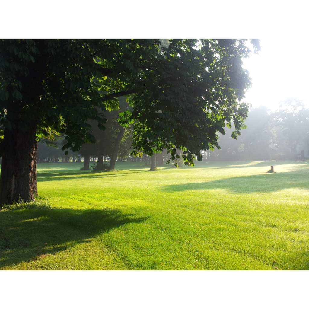 Regent's Park in June in London.